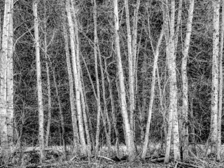Winter Aspens, Yosemite winteraspensyosemite