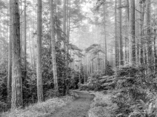 Forest Trail, San Juan Island foresttrailsanjuan