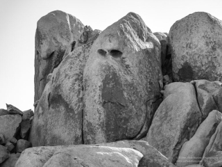 Grumpy, Joshua Tree National Park Grumpy, Joshua Tree National Park