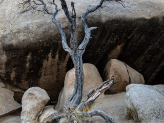 Dead Tree, Joshua Tree National Park Dead Tree, Joshua Tree National Park