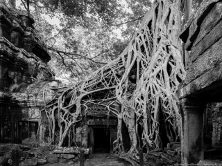 Strangler Fig, Ta Prohm Temple stranglerfigtaprohm