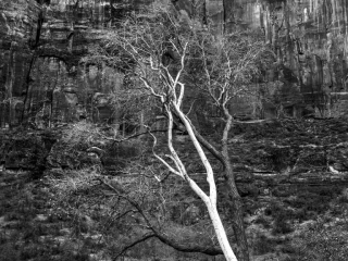 Ghost Tree, Zion ghosttreezion