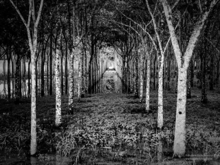 Belize Tree Farm belizetreefarm