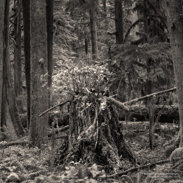OP-34.jpg OP-34.jpg