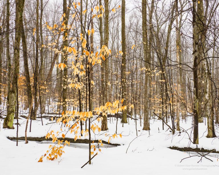 Land of Ice and Snow-1-2.jpg Land of Ice and Snow-1-2.jpg