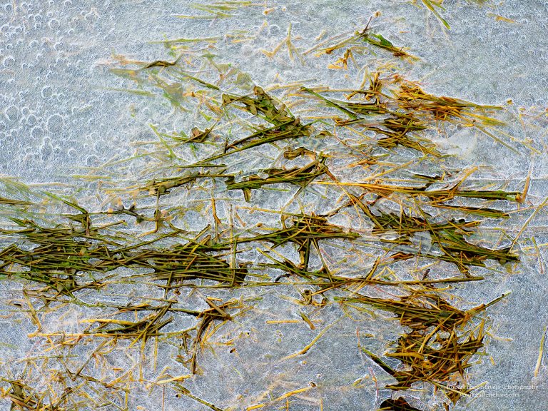 Winter at the Waters Edge-15-2.jpg Winter at the Waters Edge-15-2.jpg