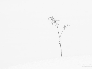 Solitude-24