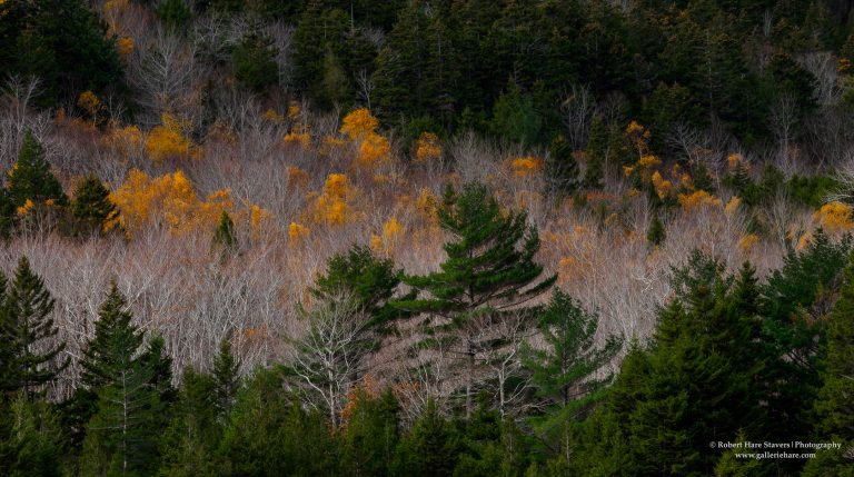 202510 Acadia National Park-12.jpg 202510 Acadia National Park-12.jpg