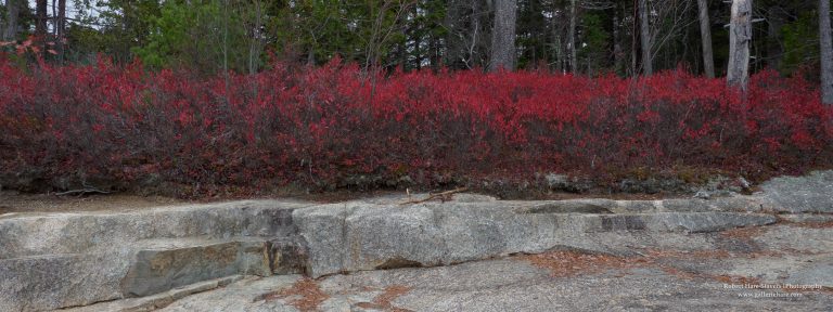202510 Acadia National Park-14.jpg 202510 Acadia National Park-14.jpg