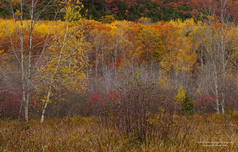 202510 Acadia National Park-3.jpg 202510 Acadia National Park-3.jpg