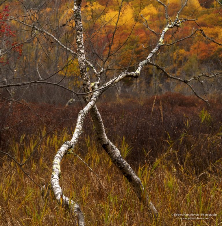 202510 Acadia National Park-5.jpg 202510 Acadia National Park-5.jpg
