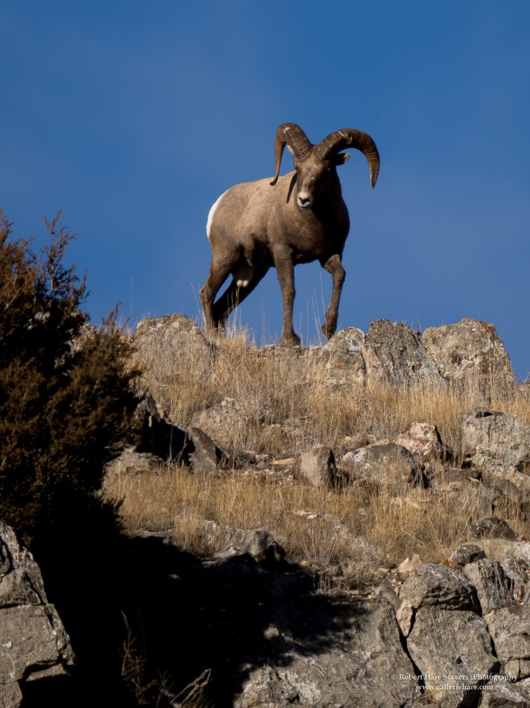 202510 Grand Teton National Park-10.jpg 202510 Grand Teton National Park-10.jpg