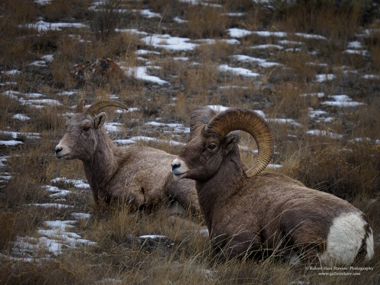 202510 Grand Teton National Park-11.jpg 202510 Grand Teton National Park-11.jpg