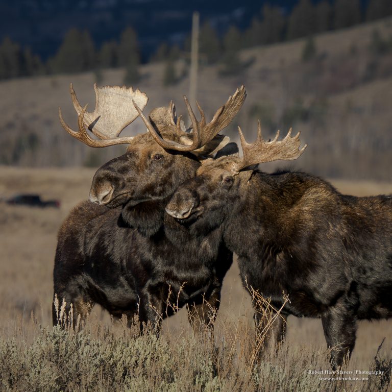 202510 Grand Teton National Park-14.jpg 202510 Grand Teton National Park-14.jpg