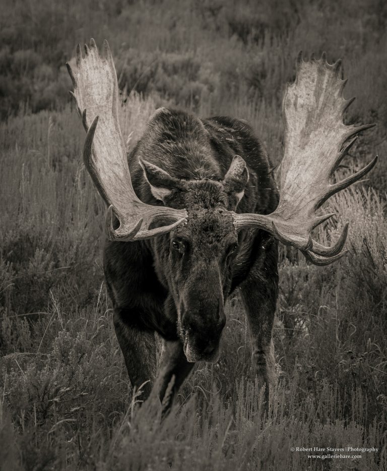202510 Grand Teton National Park-32.jpg 202510 Grand Teton National Park-32.jpg