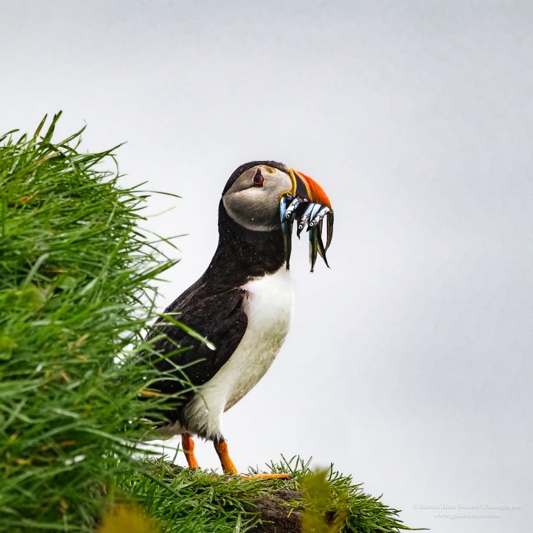 Faroe Islands-22.jpg Faroe Islands-22.jpg
